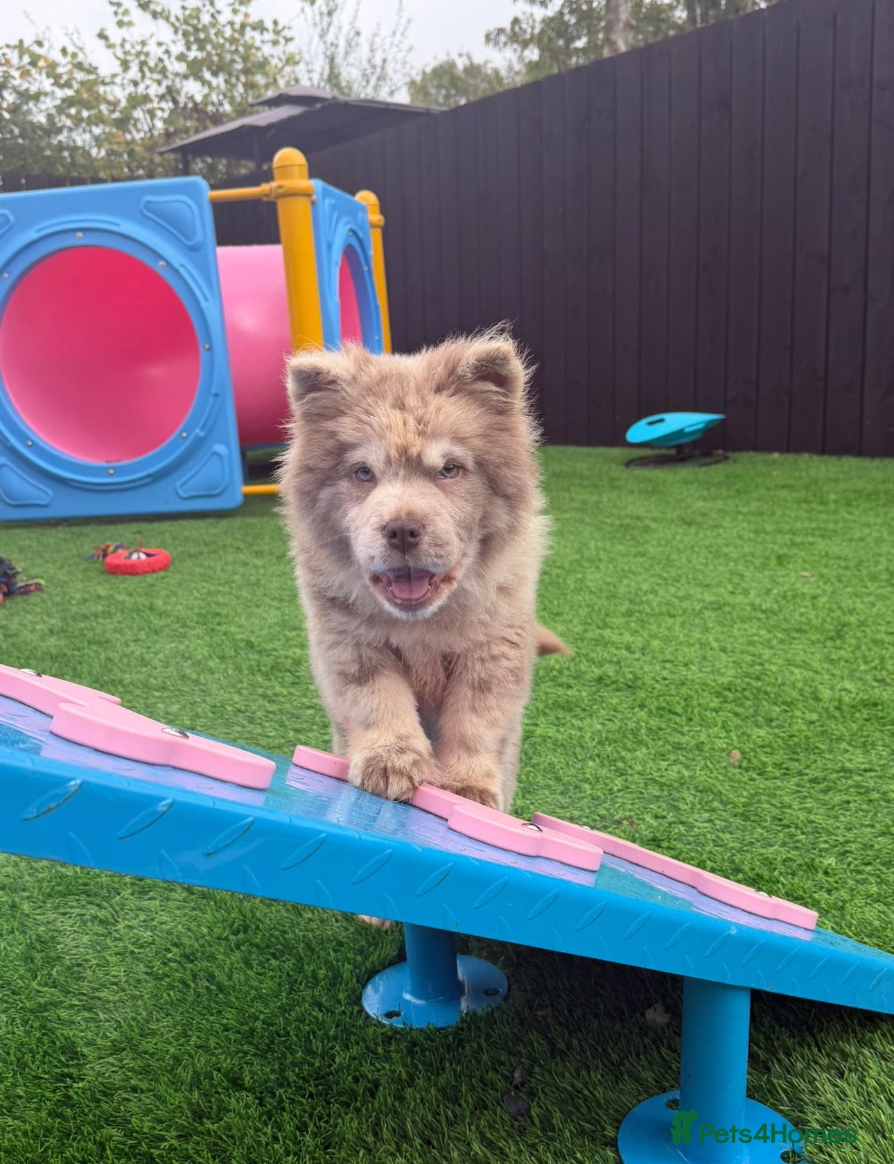 Chow Chow dogs Exotic colour male chow chow puppies for sale  - Advert 2