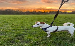 Jack Russell dogs for stud: Beautiful Jack Russell for Stud  - Image 9