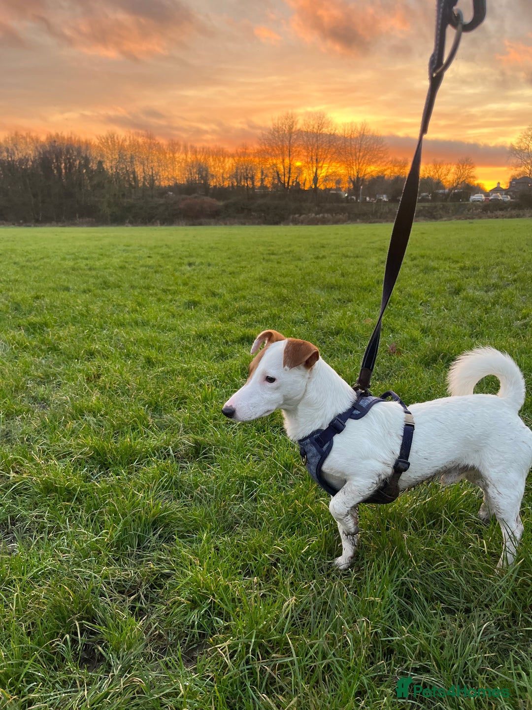 Jack Russell dogs for stud: Beautiful Jack Russell for Stud  - Image 9