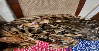 Bengal cats - Advert 8