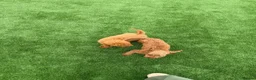 Toy Poodle dogs for sale: Toy poodle puppies - Advert 13