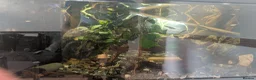 Other/Mixed Breed fish for sale: Fish tank with variety of fish - Advert 2