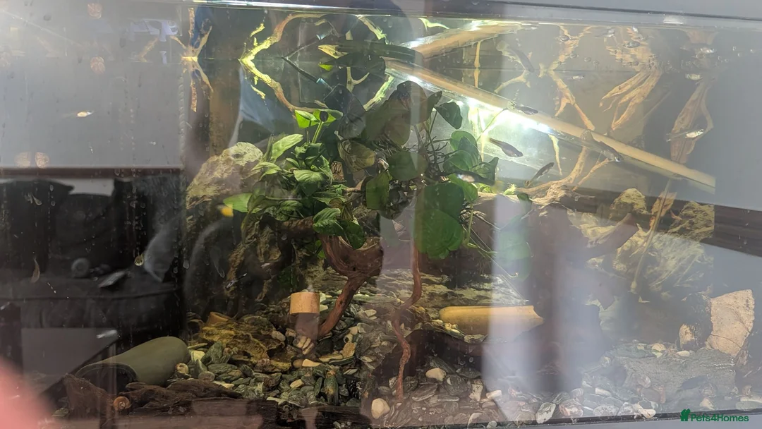 Other/Mixed Breed fish for sale: Fish tank with variety of fish - Advert 2
