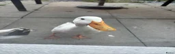 Ducks poultry for sale: X2 male runners for rehome  in Spalding - Advert 3
