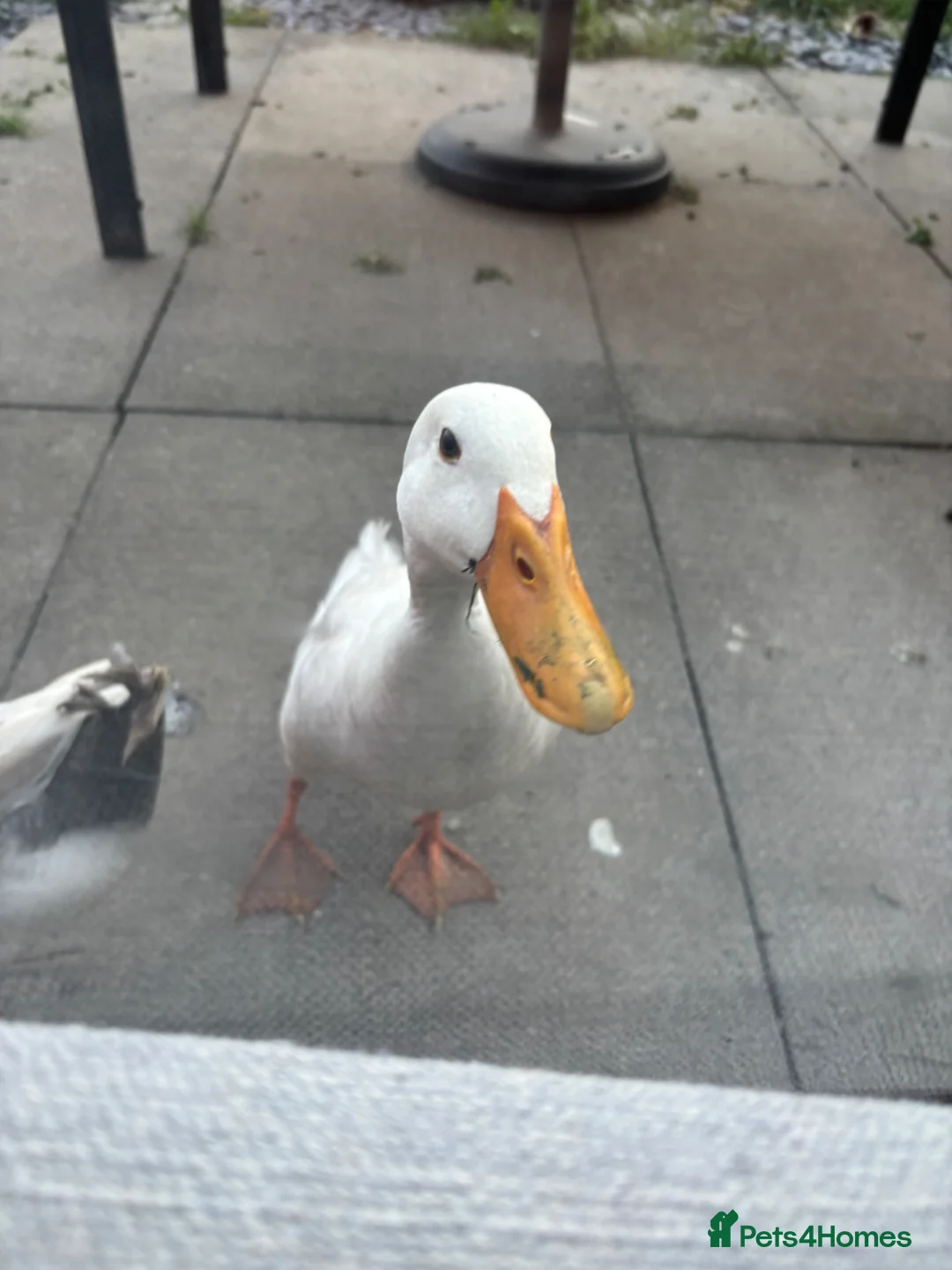 Ducks poultry for sale: X2 male runners for rehome  in Spalding - Advert 3