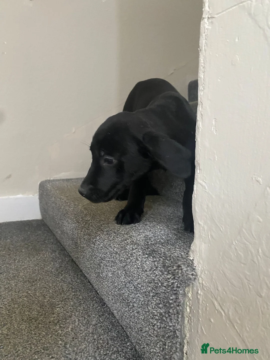 Labrador Retriever dogs for sale: Labrador puppies - Advert 7