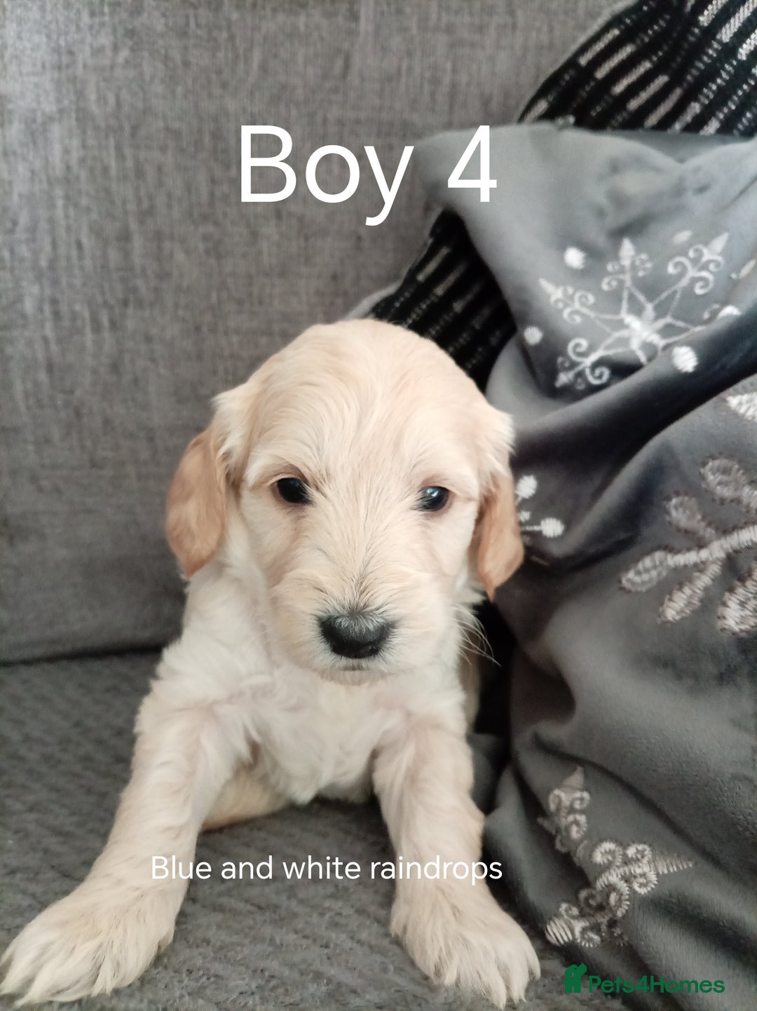 Cockapoo dogs for sale: 8 Beautiful Cockapoos puppies - Advert 32