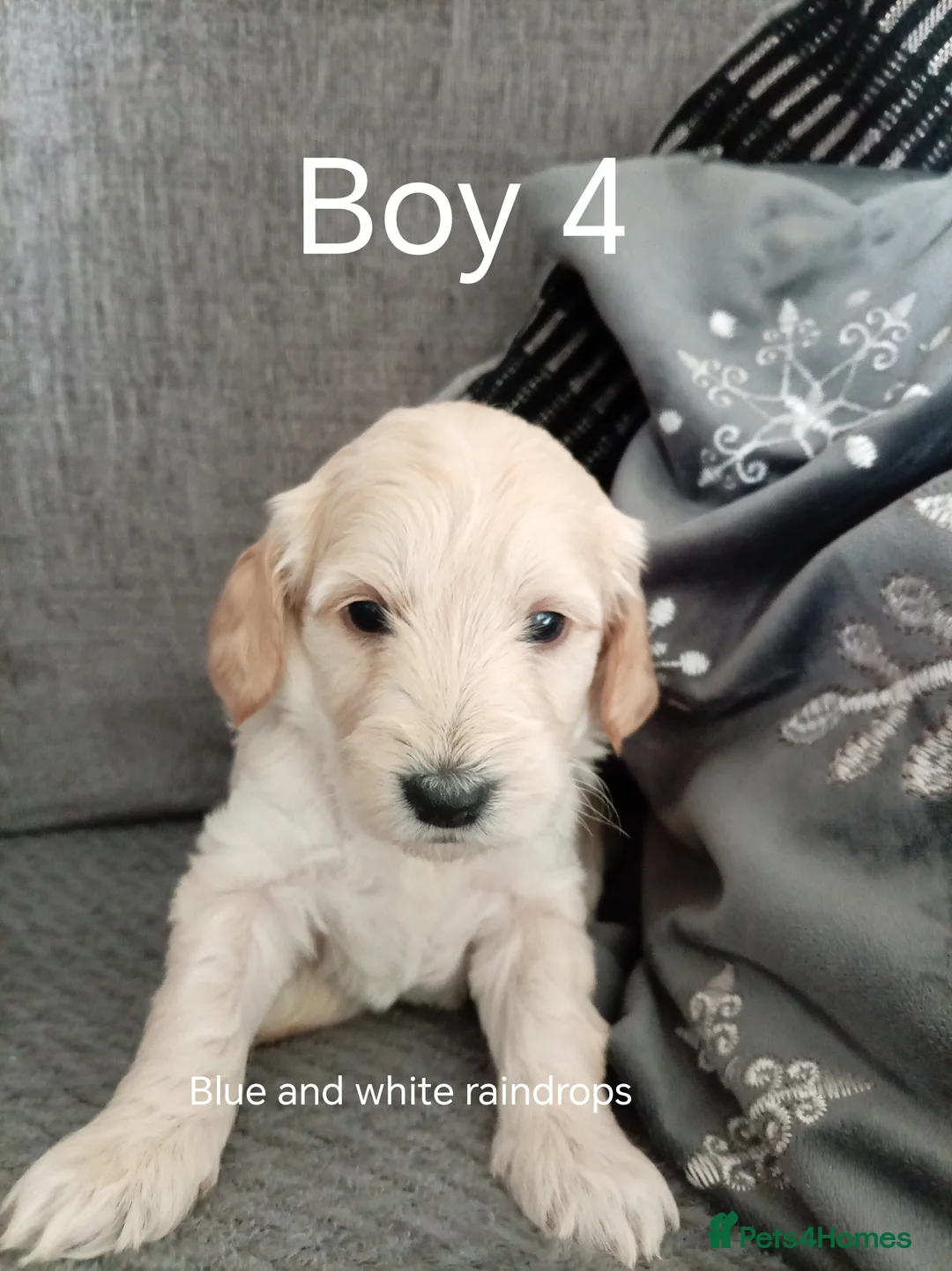 Cockapoo dogs for sale: 8 Beautiful Cockapoo Puppies - Advert 31