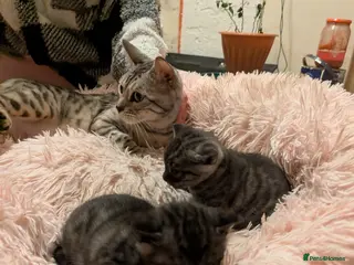 Bengal cats Bengal Type Kittens Boys – Stunning Markings - Advert 1