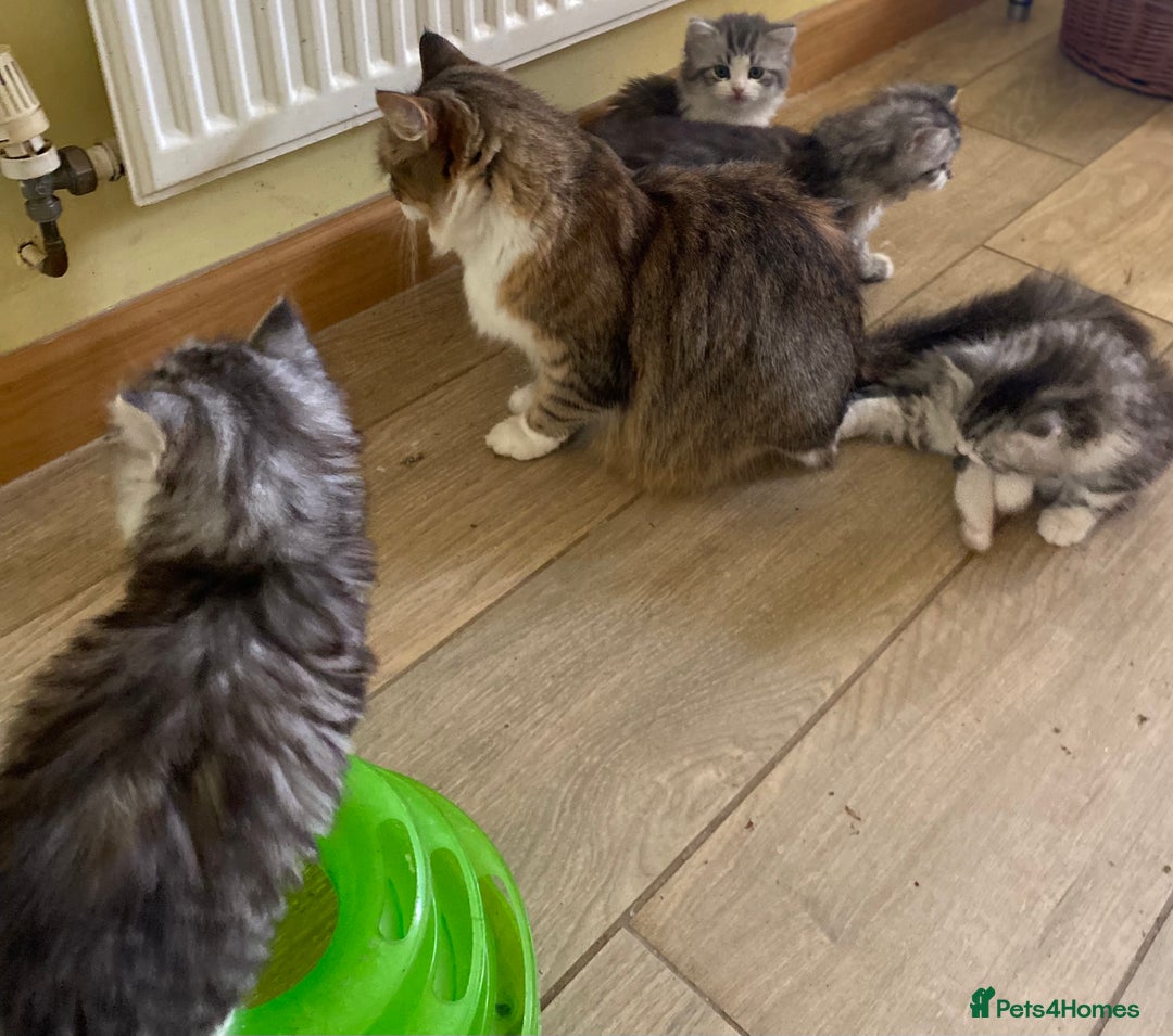 Mixed Breed cats for sale: Beautiful grey fluffy tabby kittens  - Advert 7