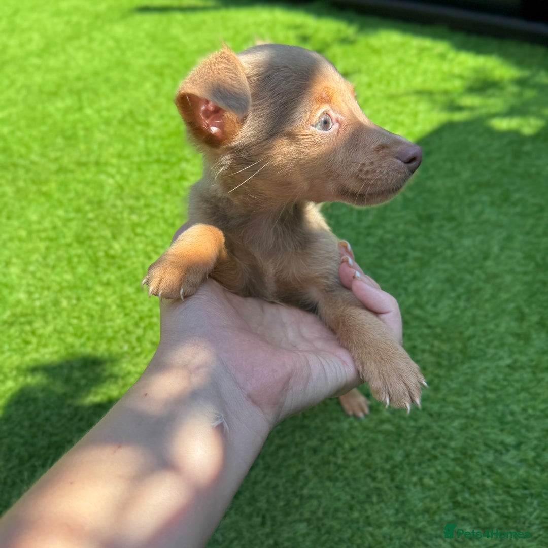 Jack Russell dogs for sale: Miniature Jack Russell puppies Ready to leave in Gillingham - Image 20