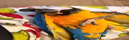 Macaws birds for sale: Chase  - Advert 5