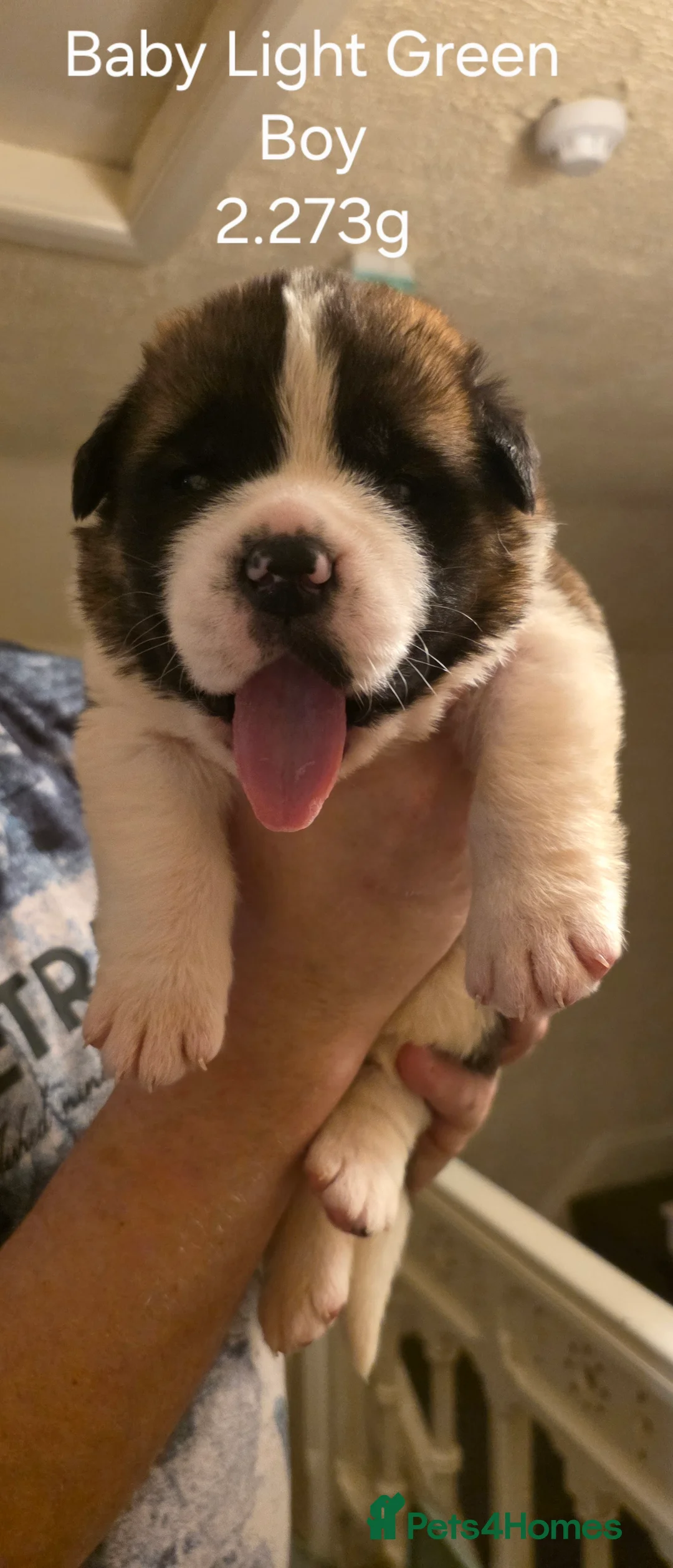 Saint Bernard dogs for sale: ^ Beautiful Saint Bernard Puppies - Advert 3