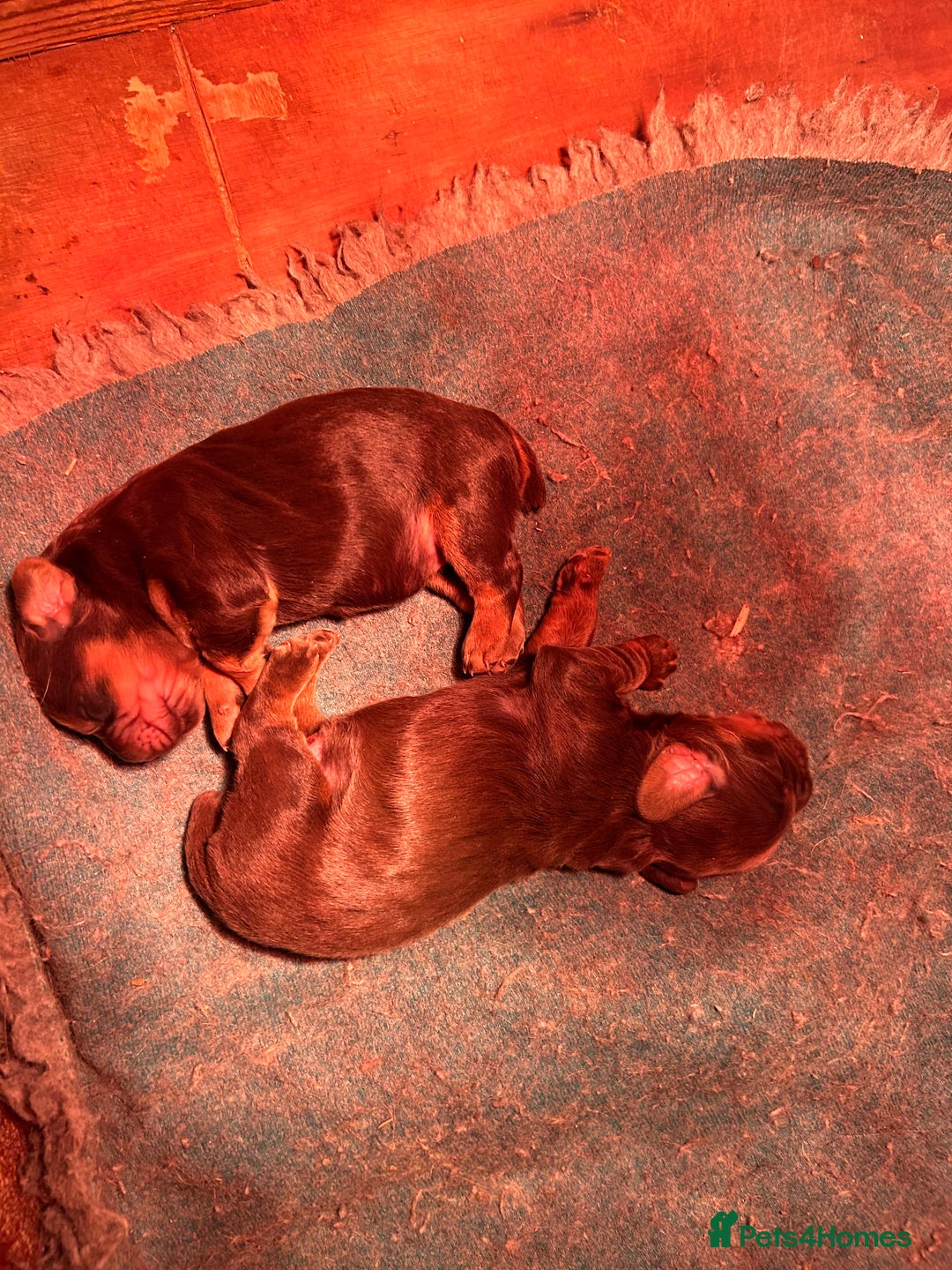 Cocker Spaniel dogs for sale: Choc and tan working cockers  - Advert 4