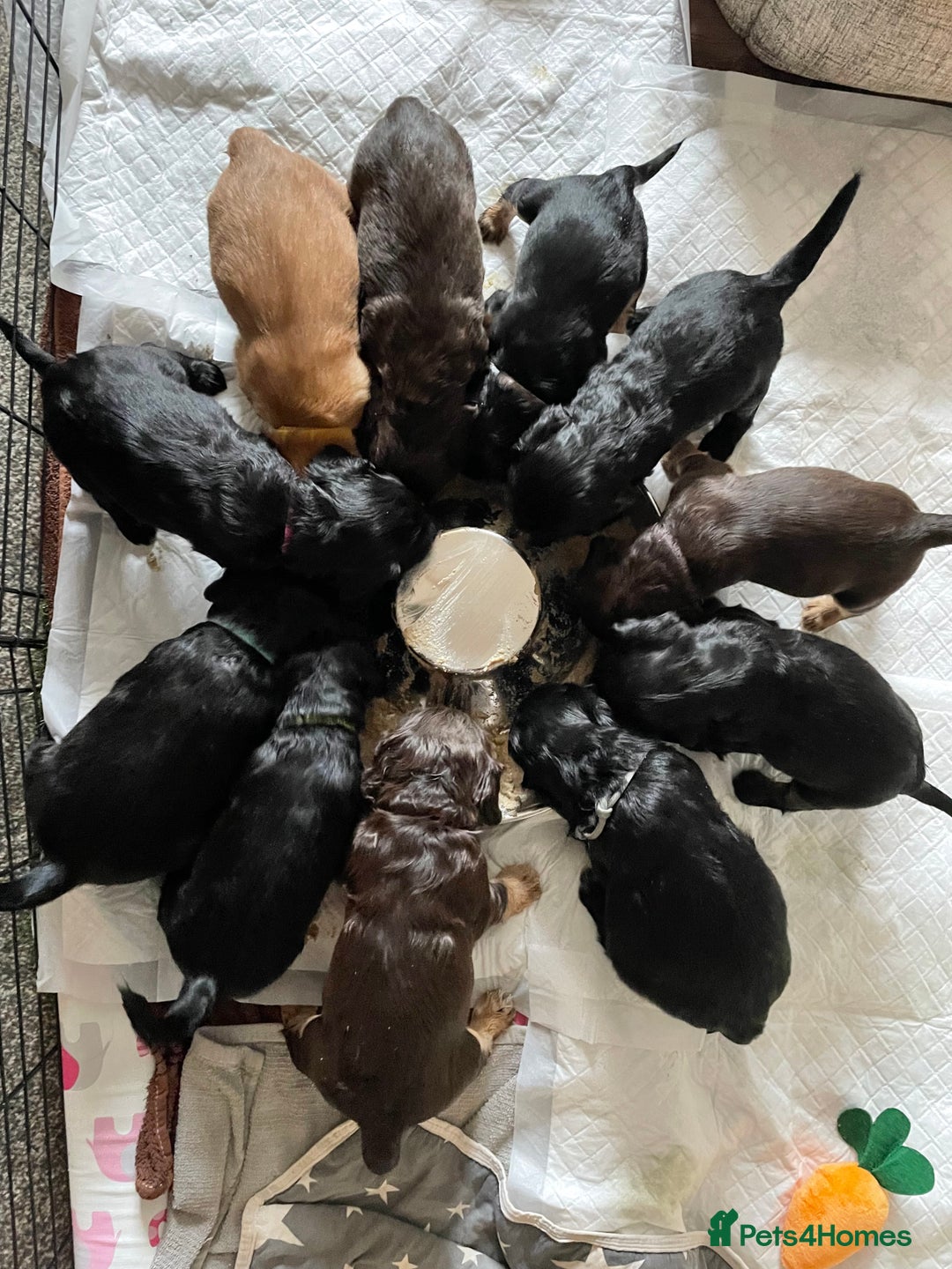 Cocker Spaniel dogs for sale: 🐾Adorable Cocker Spaniel puppies all now sold🐾 - Advert 3