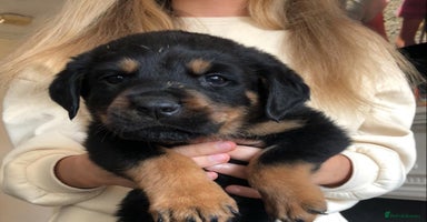 Rottweiler dogs - Advert 8