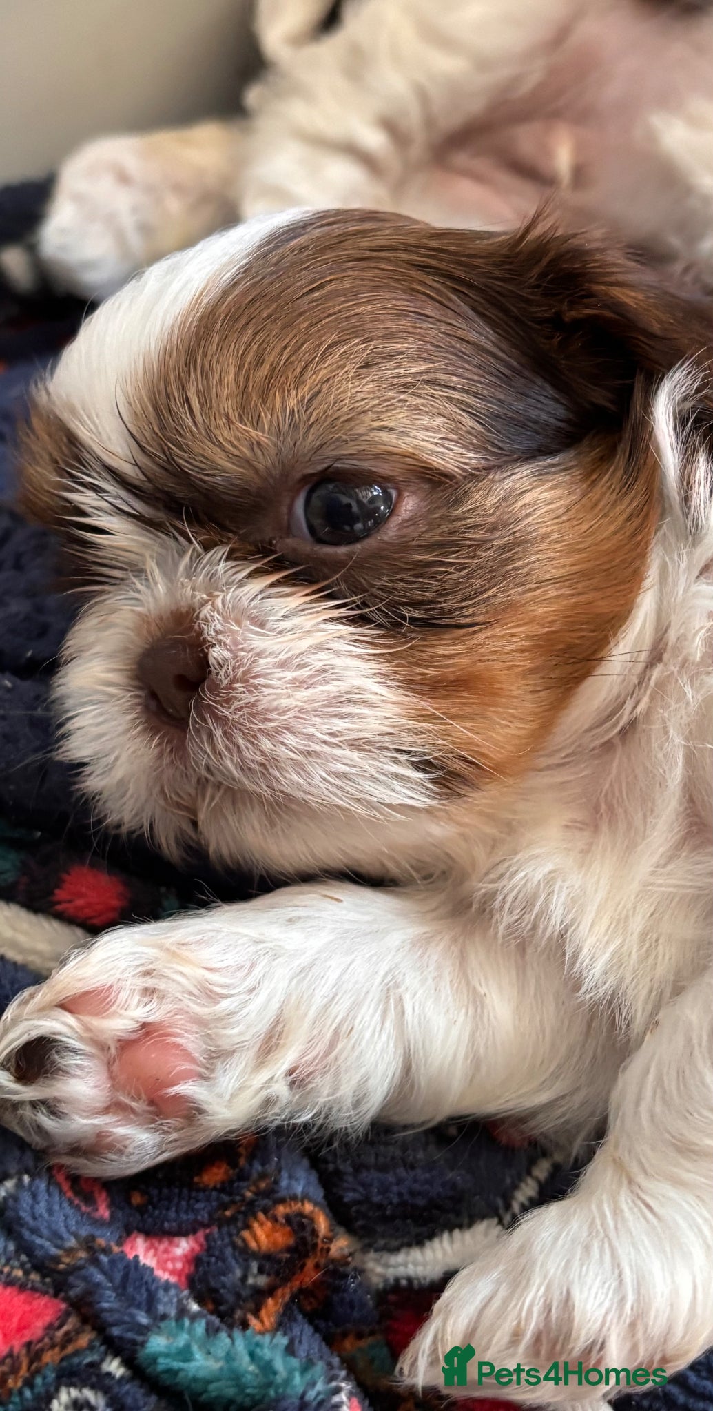 Shih Tzu dogs 3 gorgeous Imperial Shih Tzu puppies - 2 left  - Advert 1