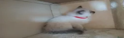 Ragdoll cats for sale: Stunning Ragdoll Kittens - Advert 4