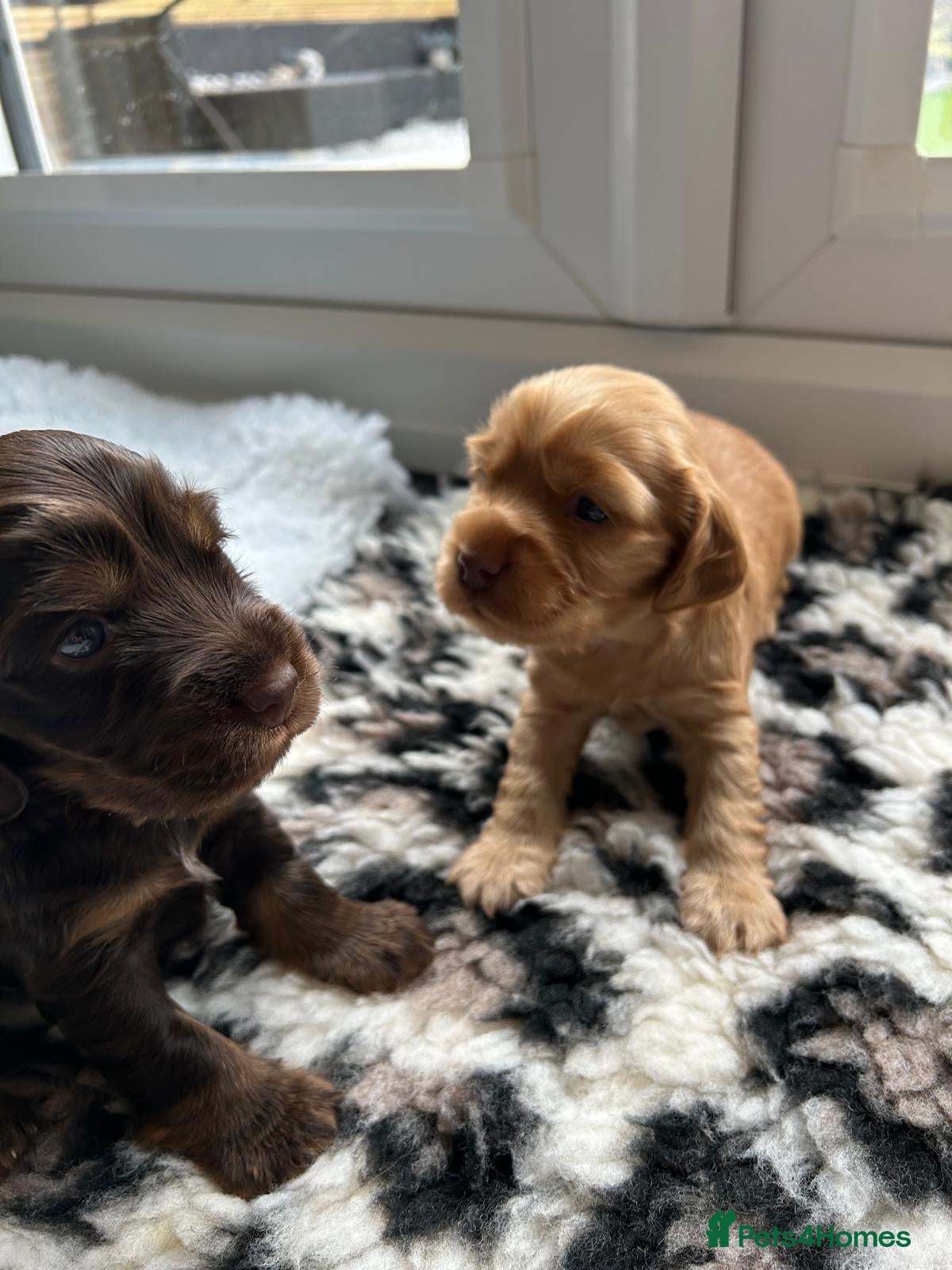 Cocker Spaniel dogs KC Registered Show cockers  - Advert 1
