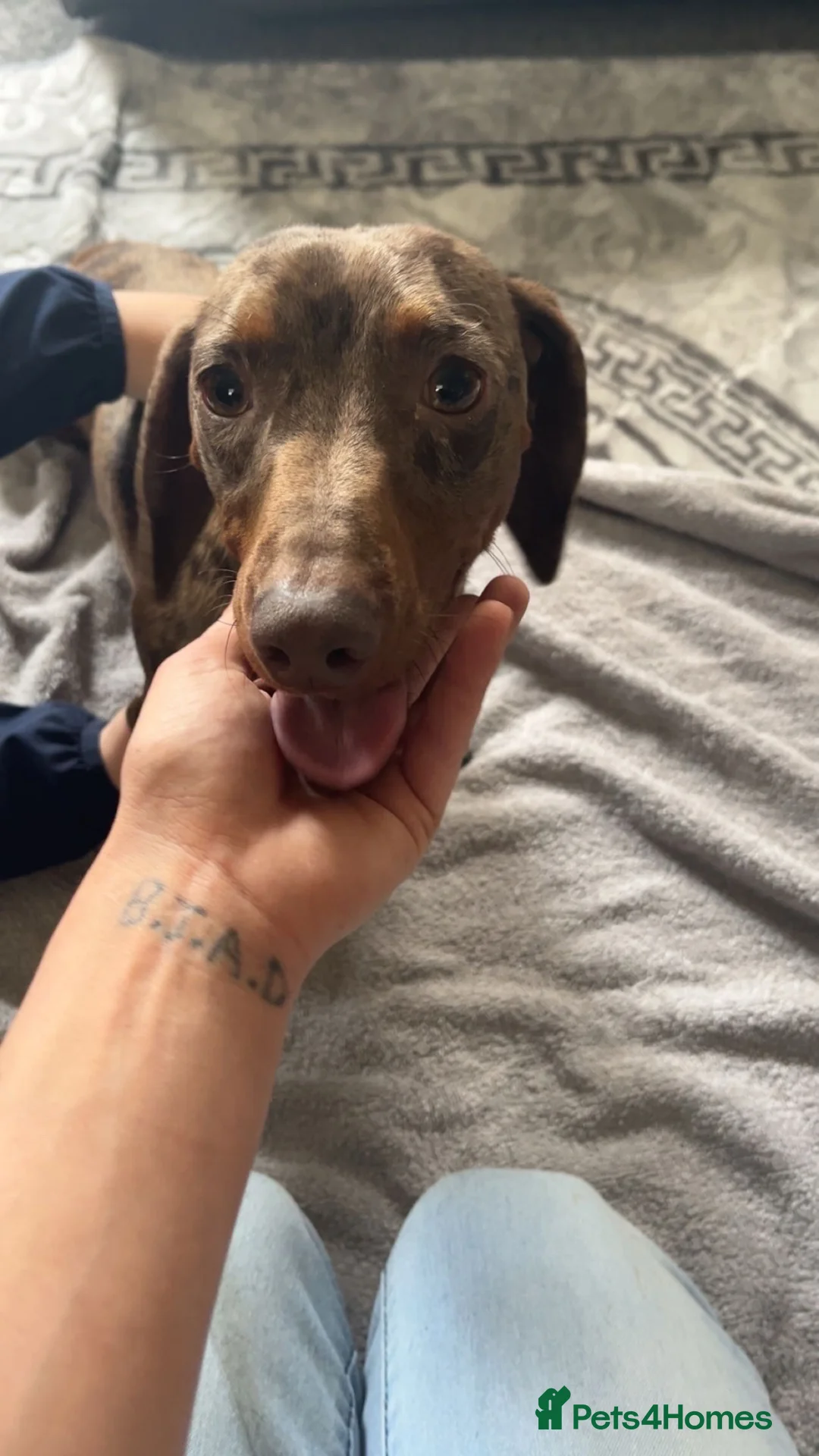 Miniature Dachshund dogs for sale: Male dapple dachshund-HUGO in Knottingley - Advert 2