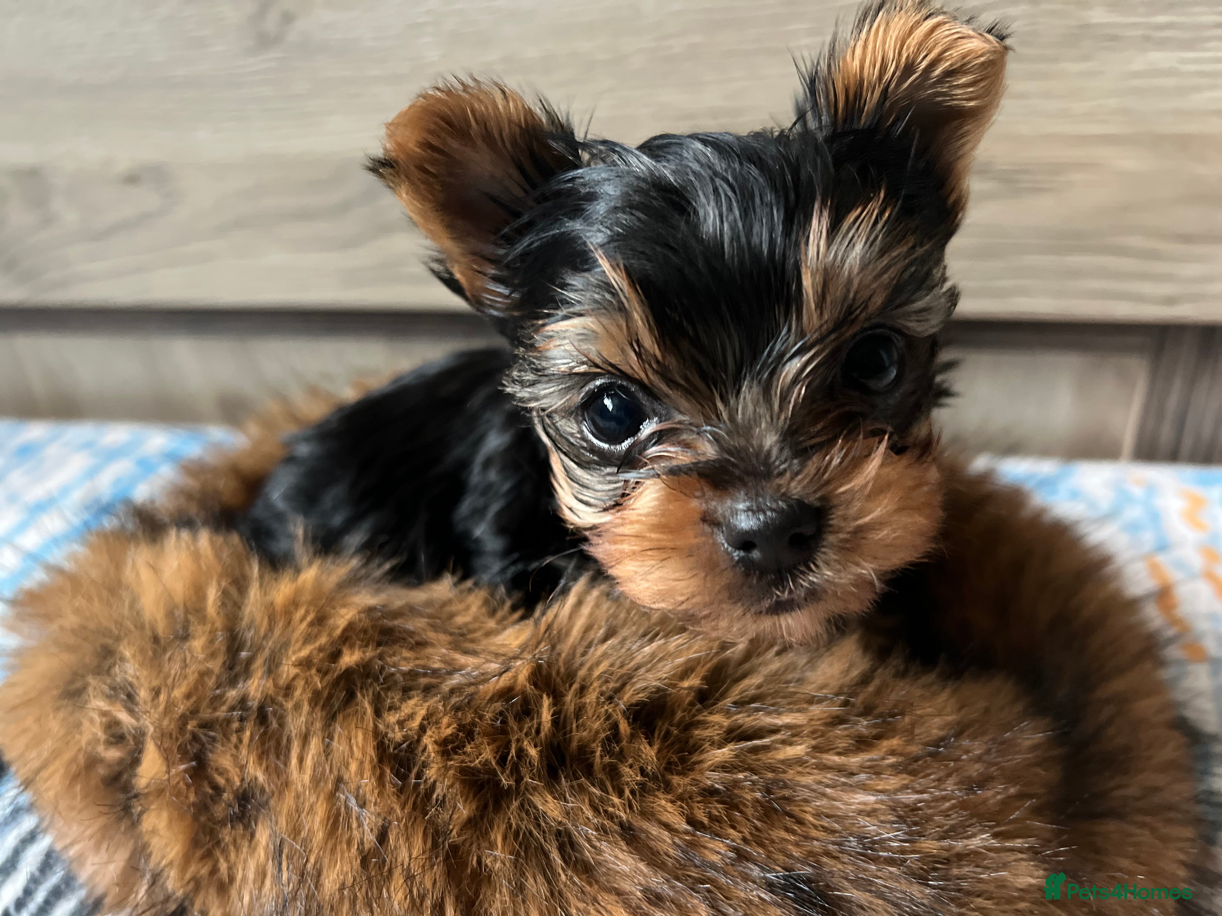 Yorkshire Terrier dogs 🐾We have lovely miniature boy🐾 - Advert 11