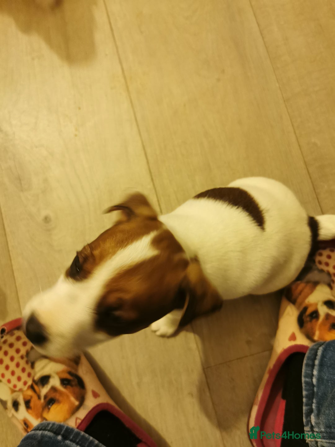 Jack Russell dogs for sale: Jack russell - Advert 3
