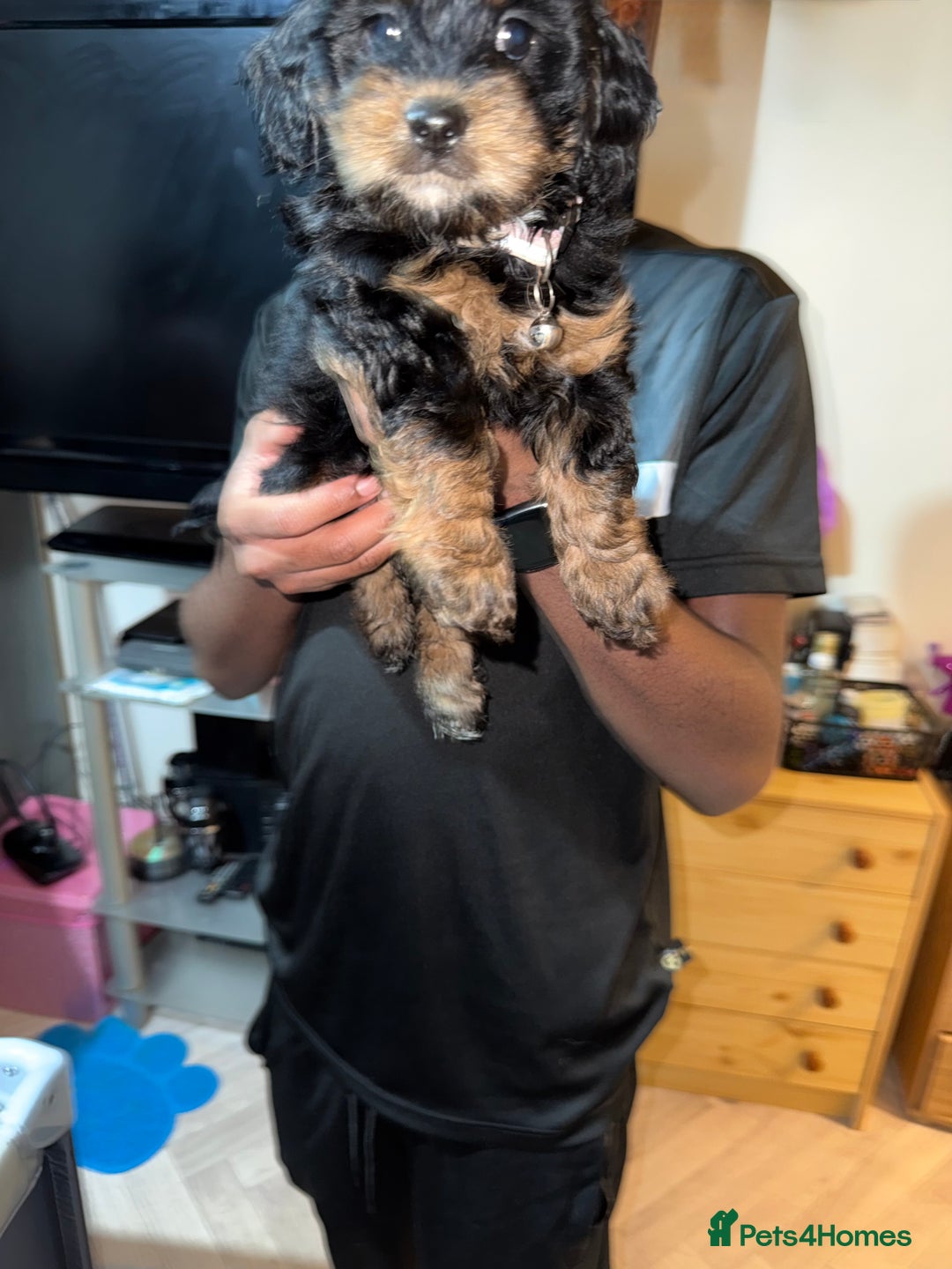 Mixed Breed dogs for sale: Cockapoo Mix Puppies - Advert 14