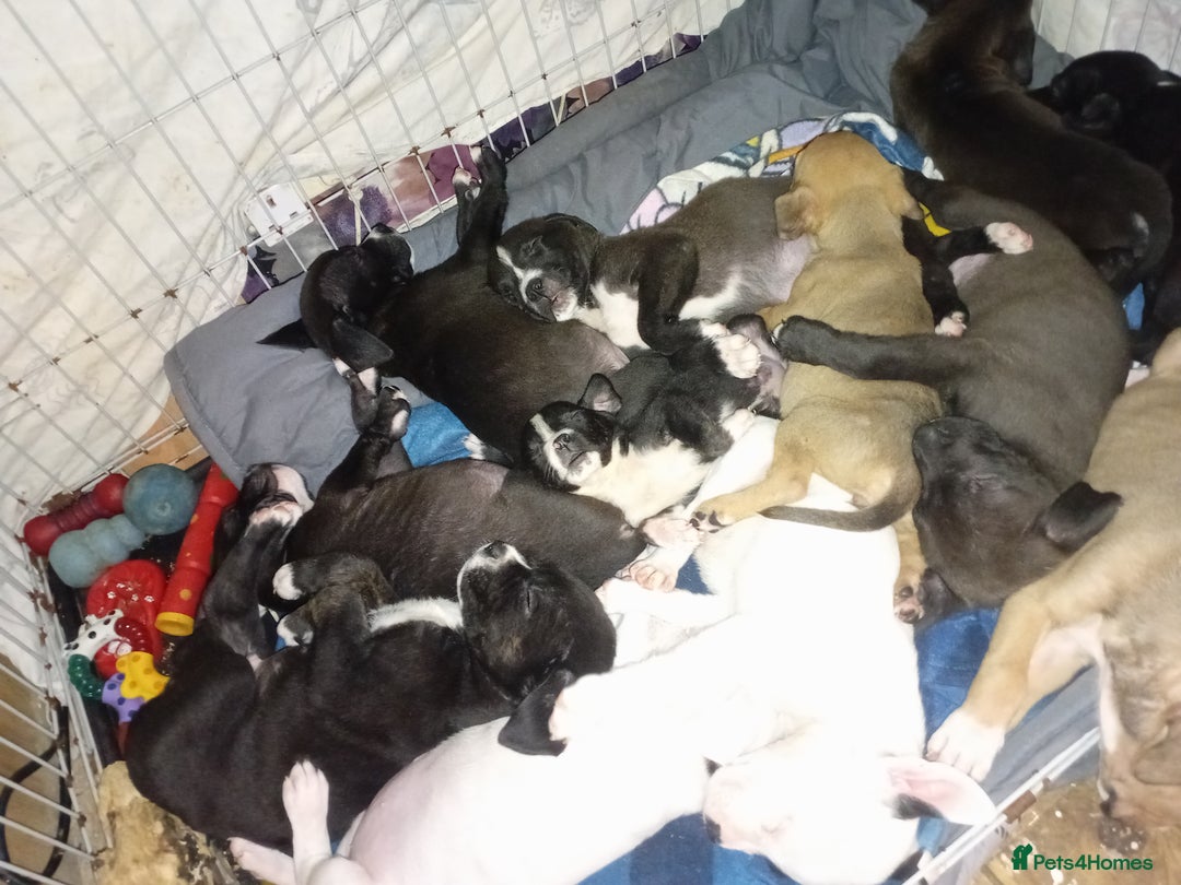 Mastiff dogs for sale: Mastiff pups - Advert 4