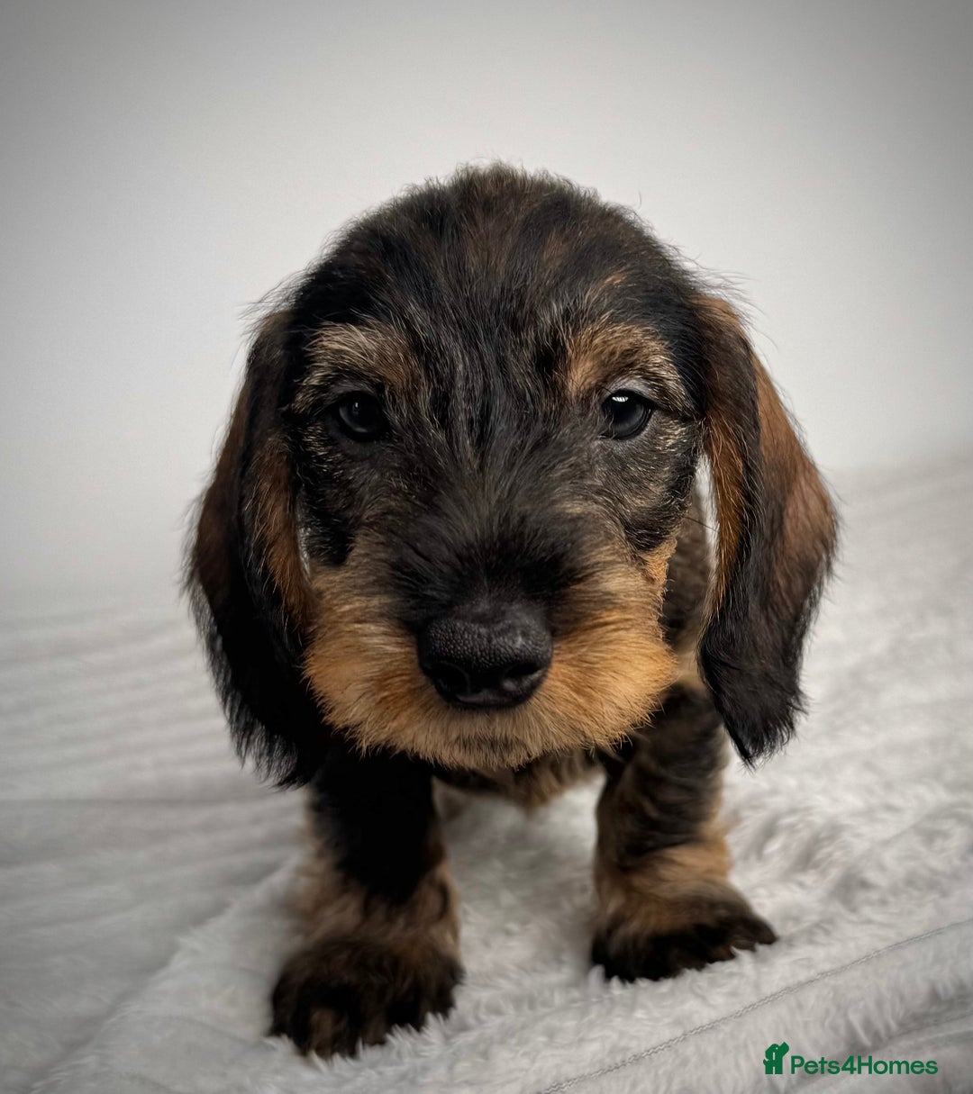 Miniature Dachshund dogs for sale: KC Reg Wire Haired Miniature Dachshund Puppies  - Advert 19