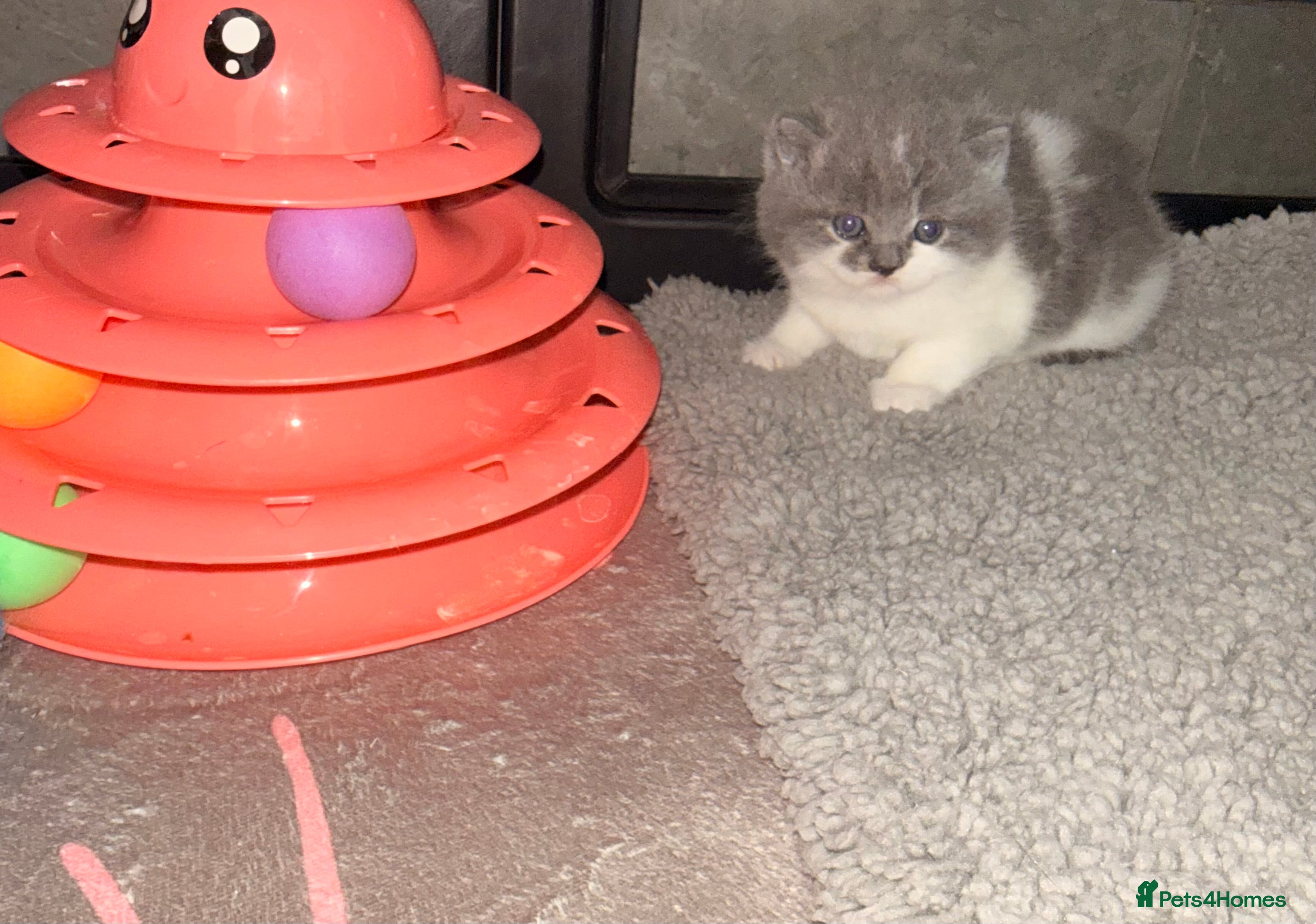 British Shorthair cats GCCF registered bi colour Male  - Advert 12