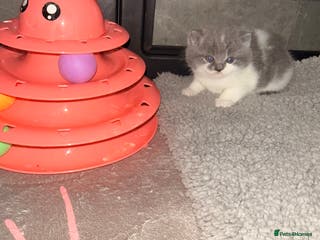 British Shorthair cats GCCF registered bi colour Male - Advert 6
