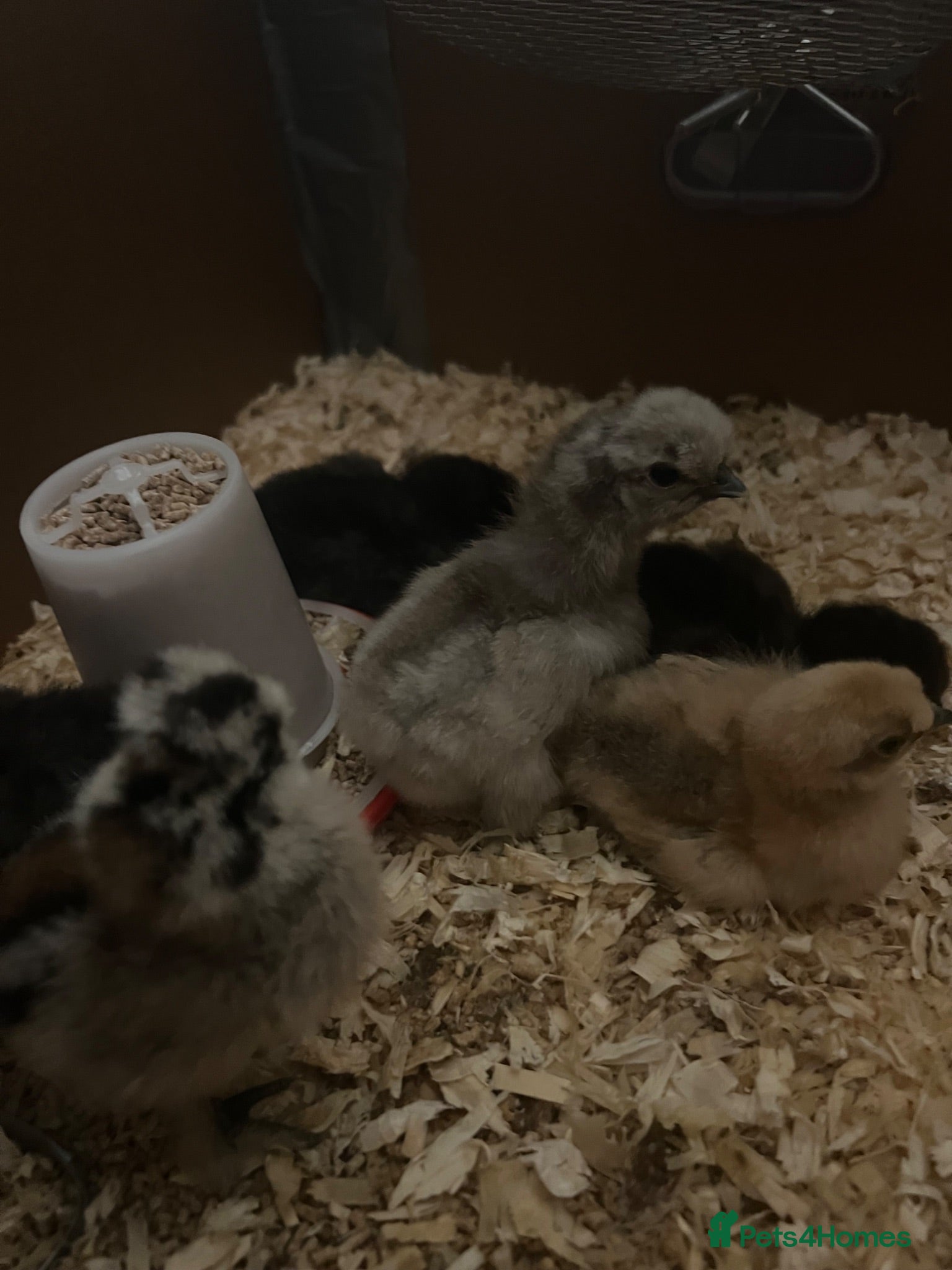 Chickens poultry Silkie bantam chicks  - Advert 1