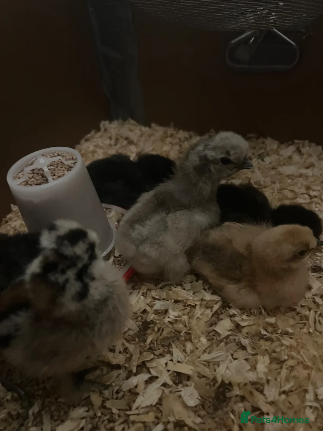 Chickens poultry for sale: Silkie bantam chicks  in Reading - Advert 1