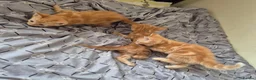Mixed Breed cats for sale: 🐾 Beautiful Kittens Looking for Loving Homes 🐾 in Willenhall - Advert 27
