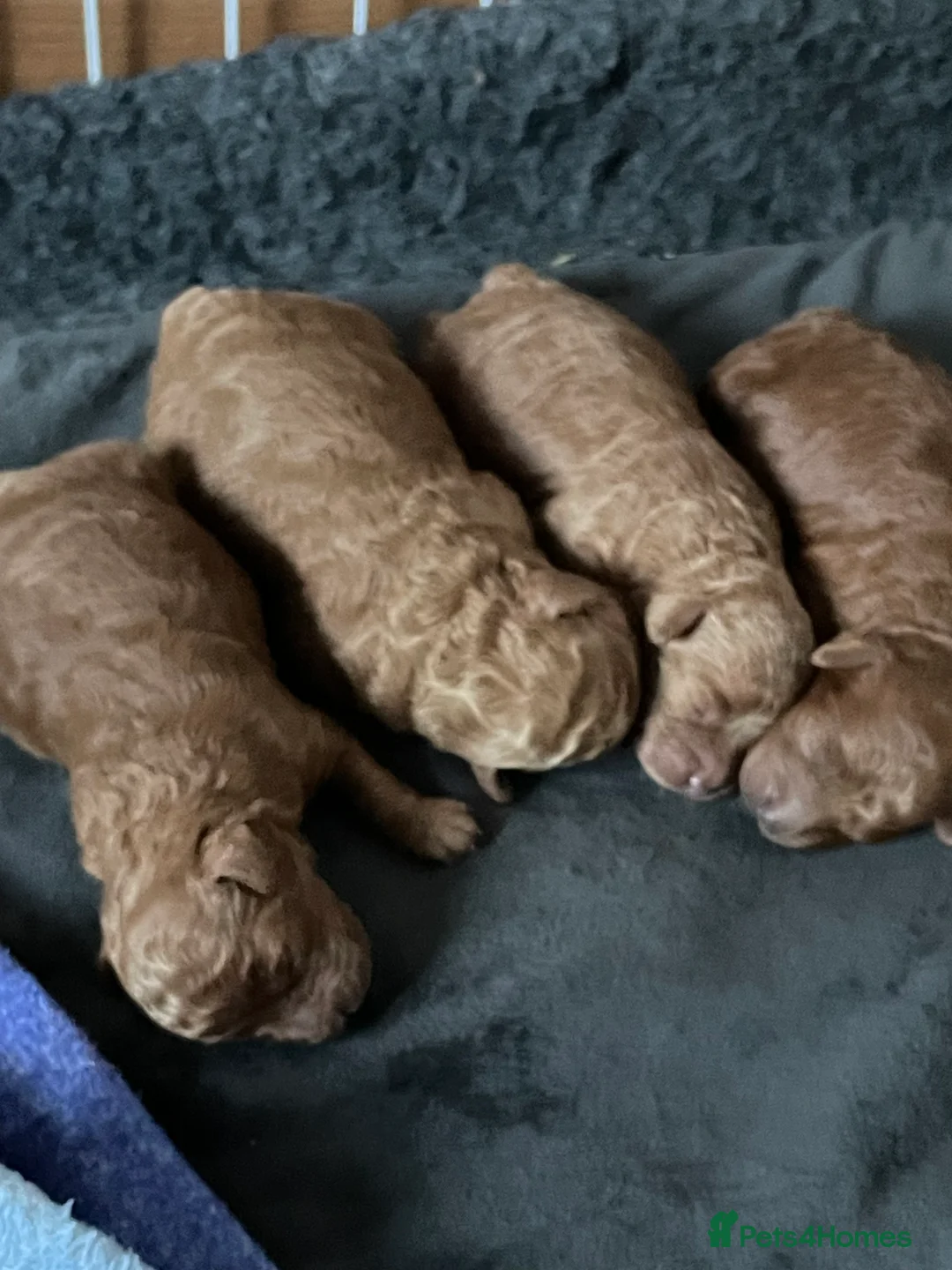 Toy Poodle dogs for sale: Gorgeous Red Toy Poodle Puppies  - Advert 7