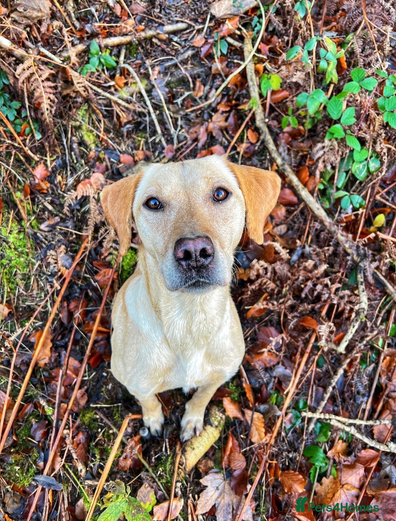 Labrador Retriever dogs Stunning KC Registered Labrador Puppies 🐾 - Advert 2