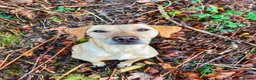Labrador Retriever dogs for sale: Stunning KC Registered Labrador Puppies 🐾 - Advert 2