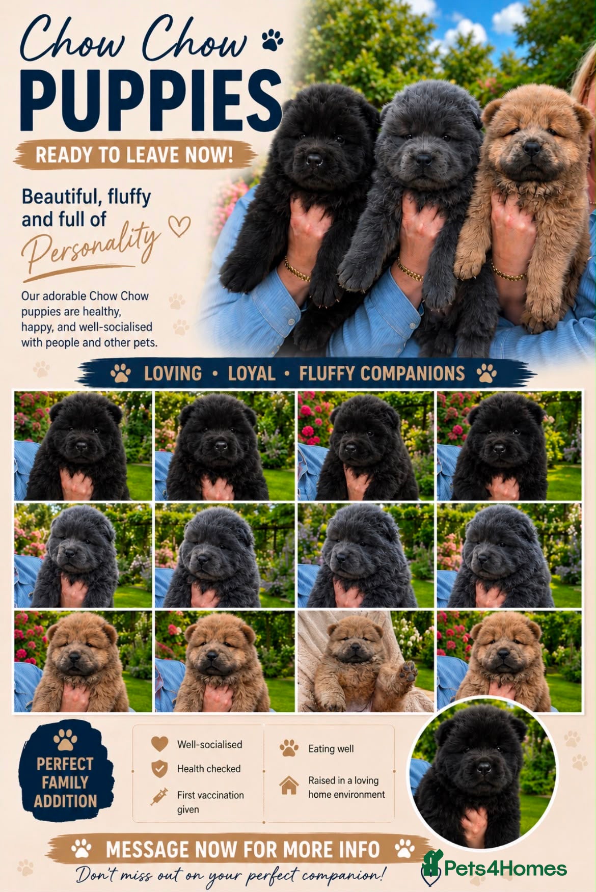 Chow Chow dogs Chow chow puppies - Advert 1