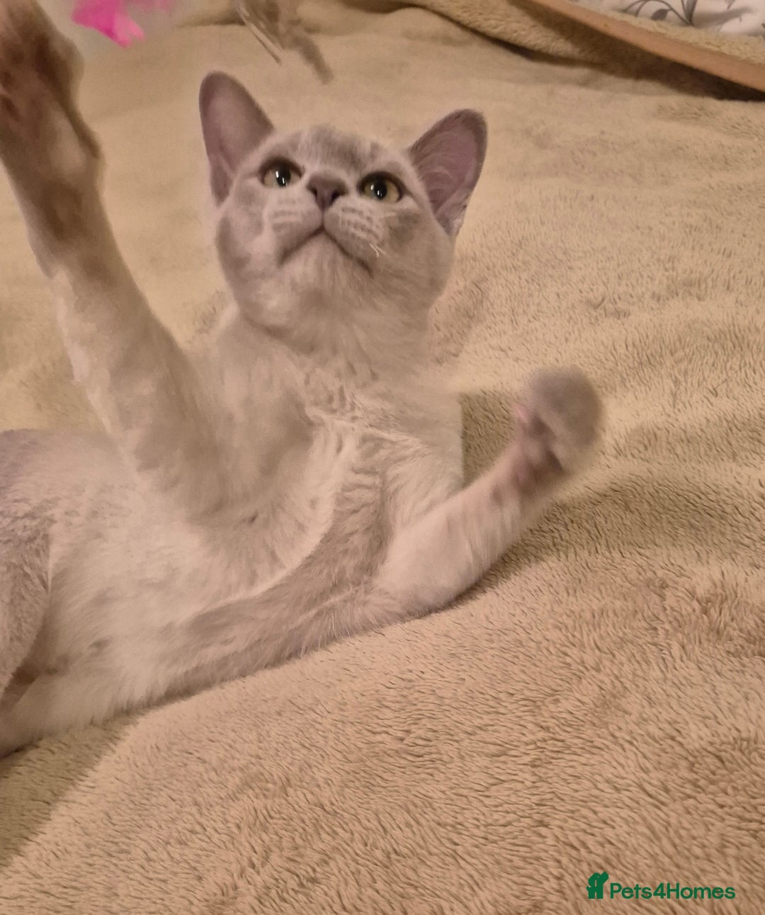 Burmese cats for sale: Pedigree Lilac Male Burmese Kitten - Advert 10