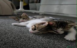 Scottish Fold cats for sale: Looking for my first home - Image 2