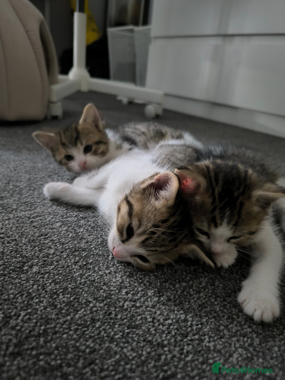 Scottish Fold cats for sale: Looking for my first home - Image 2