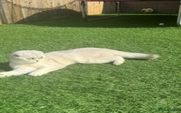 Scottish Fold cats for sale: 🐾 Beautiful Scottish Fold Kittens for Sale 🐾 - Image 4