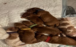 Cockapoo dogs for sale: F2 cockapoos 💖 - Image 5