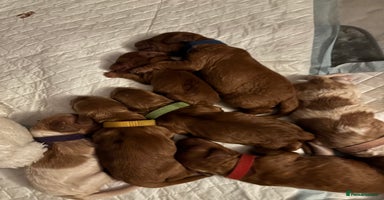 Cockapoo dogs - Advert 3
