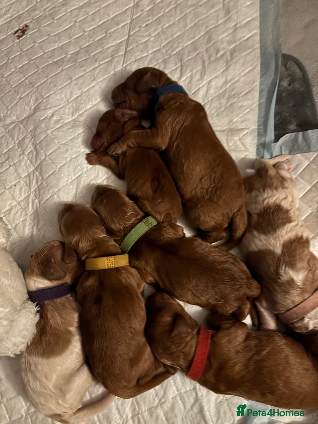 Cockapoo dogs for sale: F2 cockapoos 💖 - Image 5
