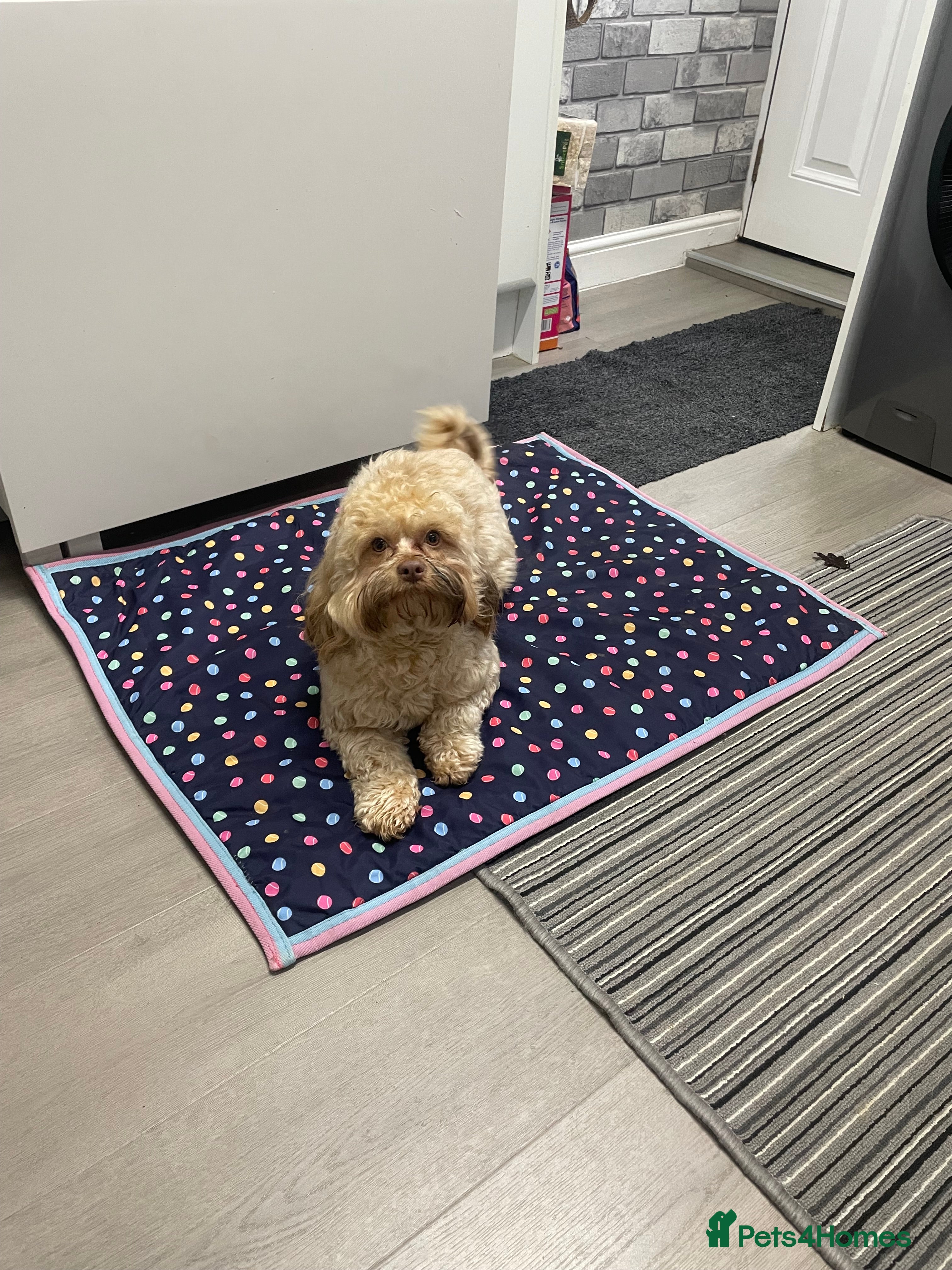 Shihpoo dogs Shihpoo - Advert 16