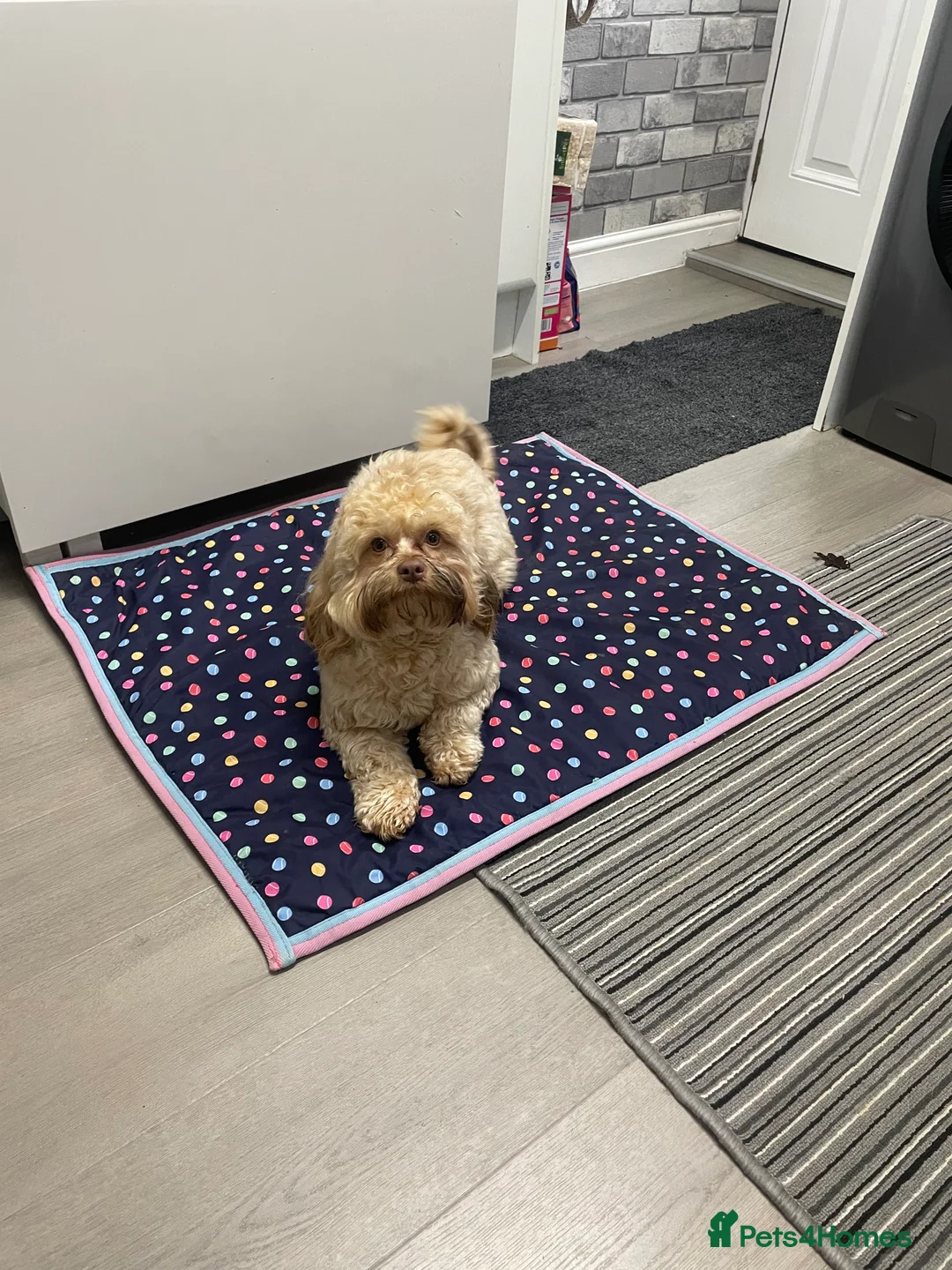 Shihpoo dogs for sale: Shihpoo - Advert 2