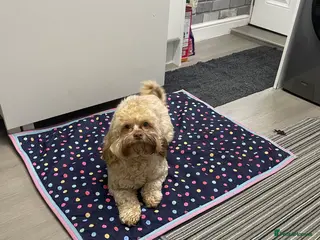 Shihpoo dogs Shihpoo - Advert 5