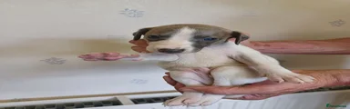 Whippet 4
