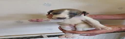 Whippet dogs for sale: Beautiful RKC Registered Puppies - Advert 31
